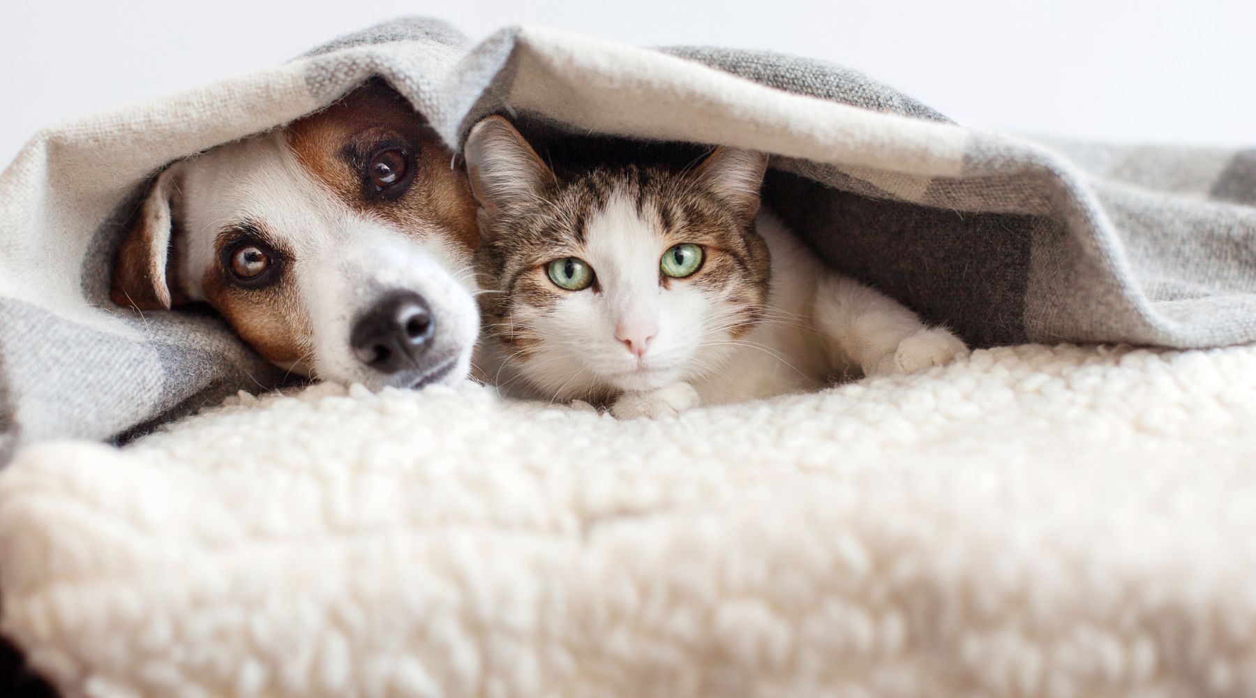 Top 5 Ways to Reduce Pet Anxiety