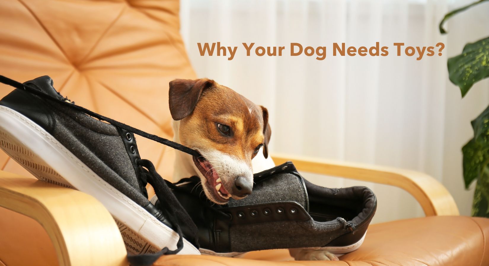 Why Your Dog Needs Toys: The Benefits of Playtime