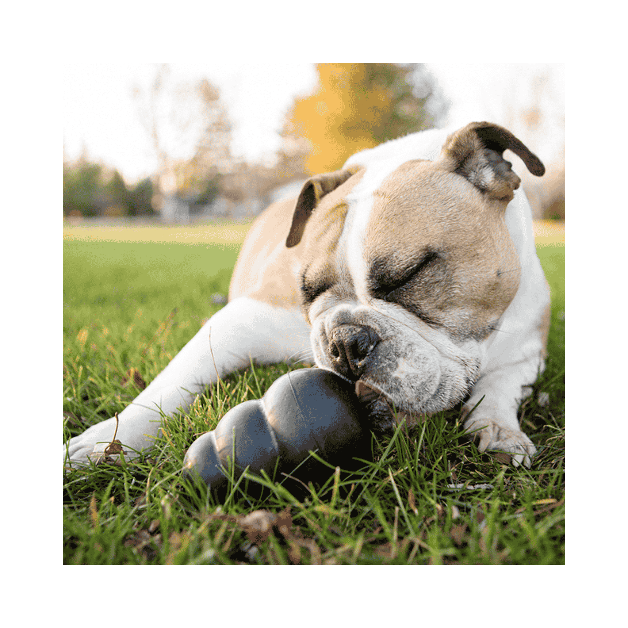 Dog playing with a black durable rubber KONG Extreme toy on grass