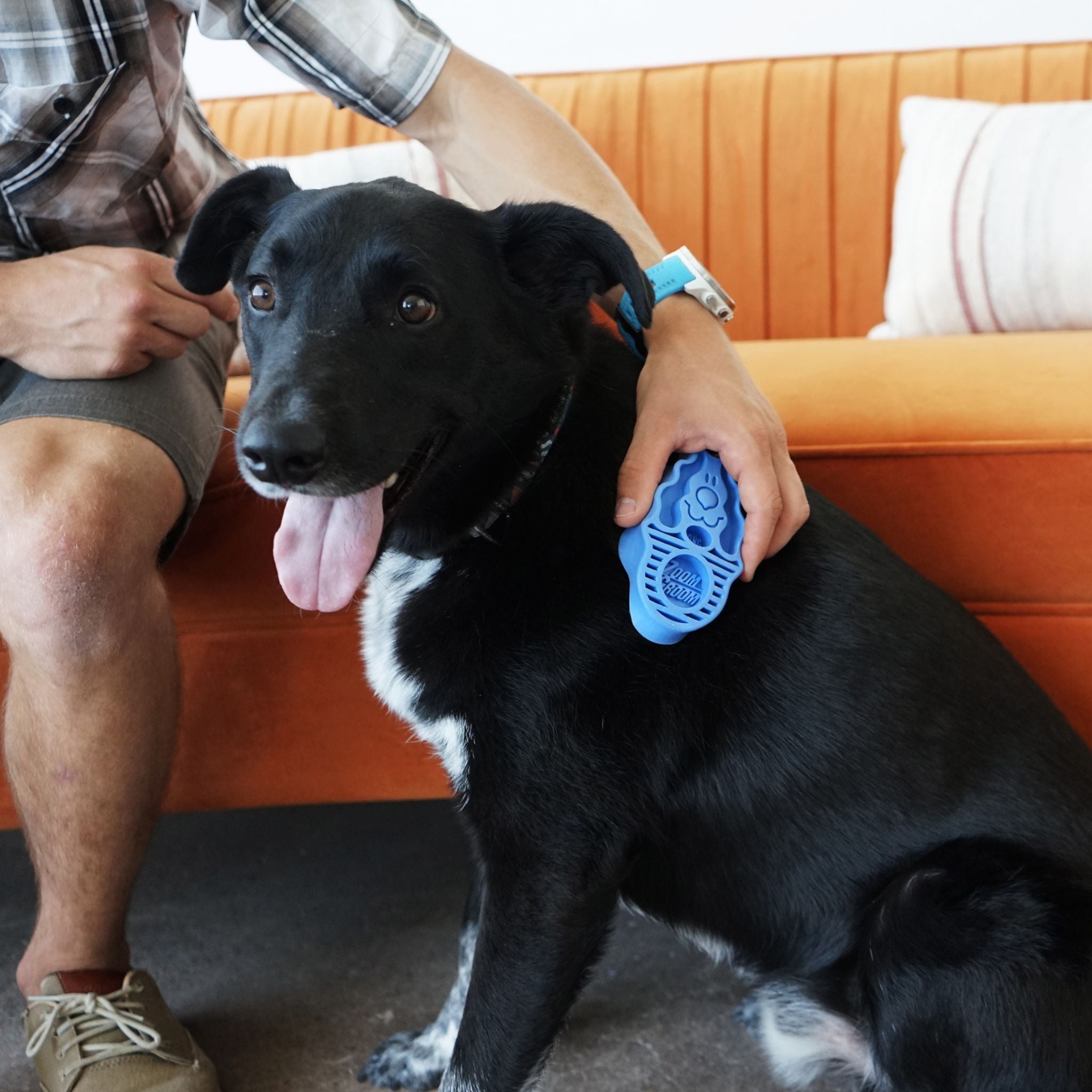Owner gently grooming black and white dog with a Boysenberry KONG ZoomGroom brush.