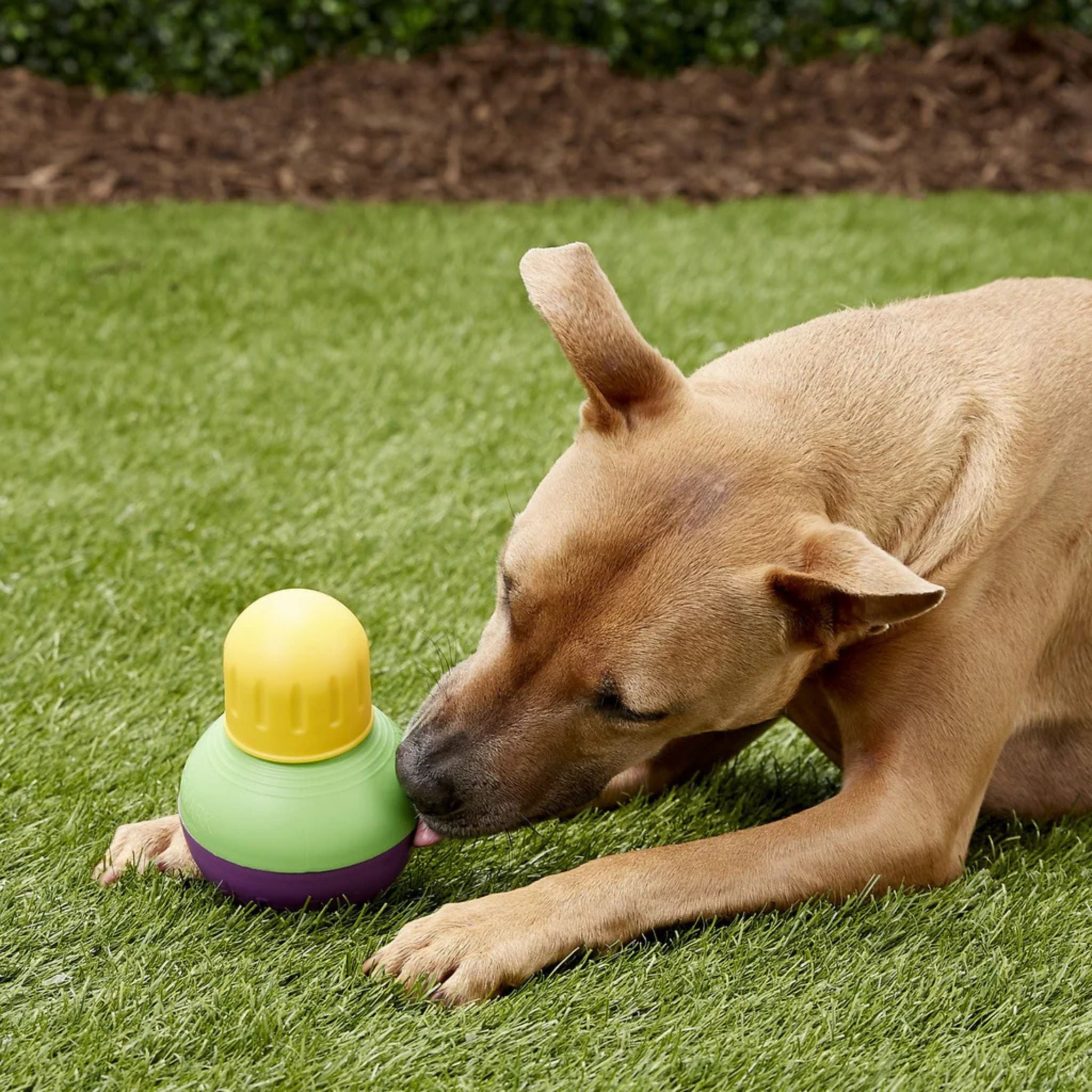 Medium-sized dog interacting with the Starmark Bob-A-Lot Treat Dispenser, having fun and exercising.