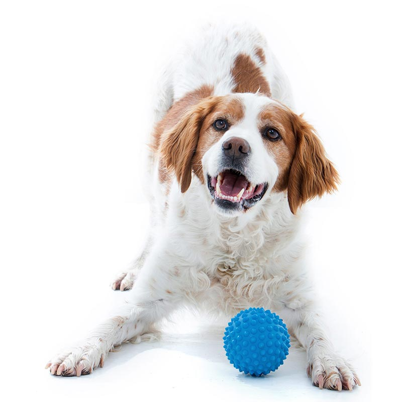 Unleash the Fun with Aussie Dog Catch Balls. Interactive Fetch Fun for Your Best Friend