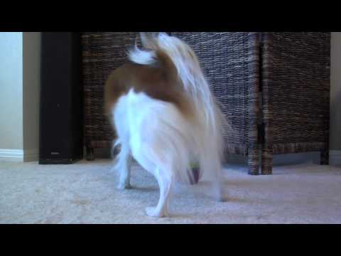 Video demonstrating how to use the Starmark Bob-A-Lot Interactive Dog Treat Dispenser, showing treat loading, difficulty adjustment, and a dog playing and retrieving treats from the toy.
