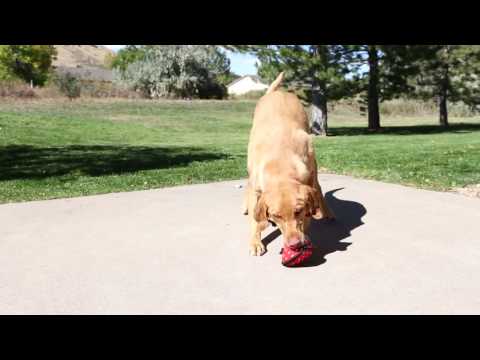 KONG Ballistic Hide ’N Treat Dog Toy