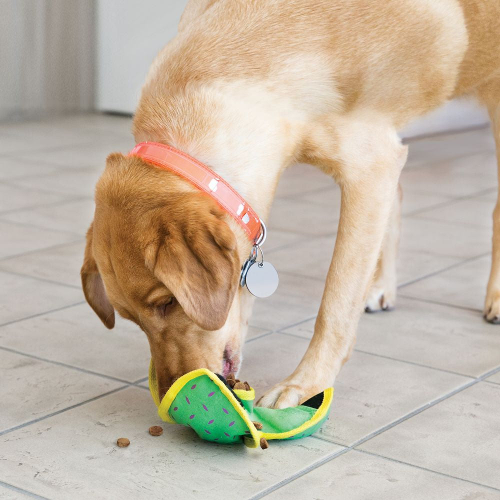Dog with KONG Ballistic Hide ’N Treat Dog Toy