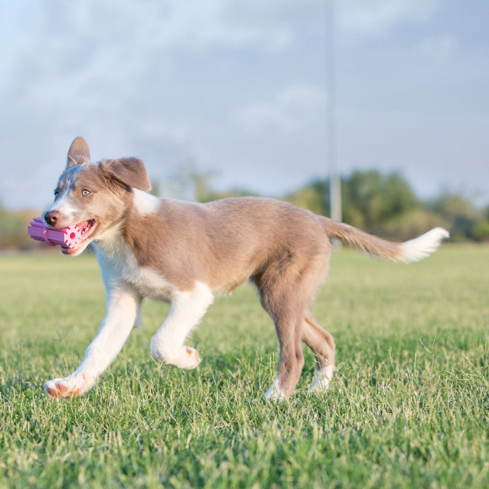 KONG Puppy Dog Toy - Rubber Teething Stick