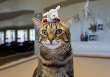 Multipet Lamb Chop Plush Cat Toy.