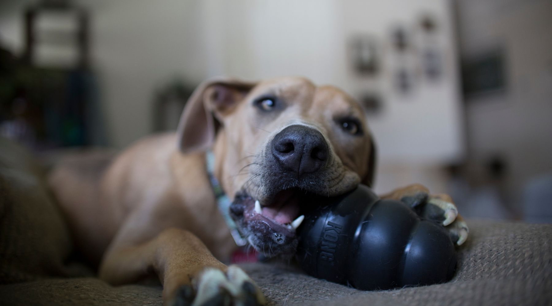 Best KONG Toys for Aggressive Chewers (Durable Options That Last)