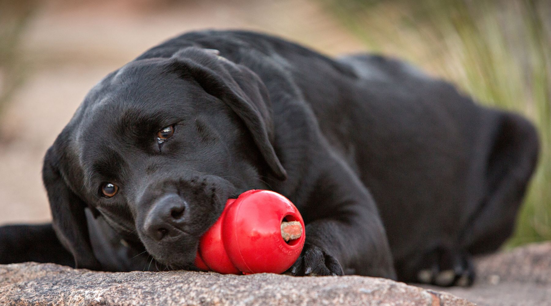 How to Use a KONG Toy for Dog Enrichment (Step-by-Step Guide)