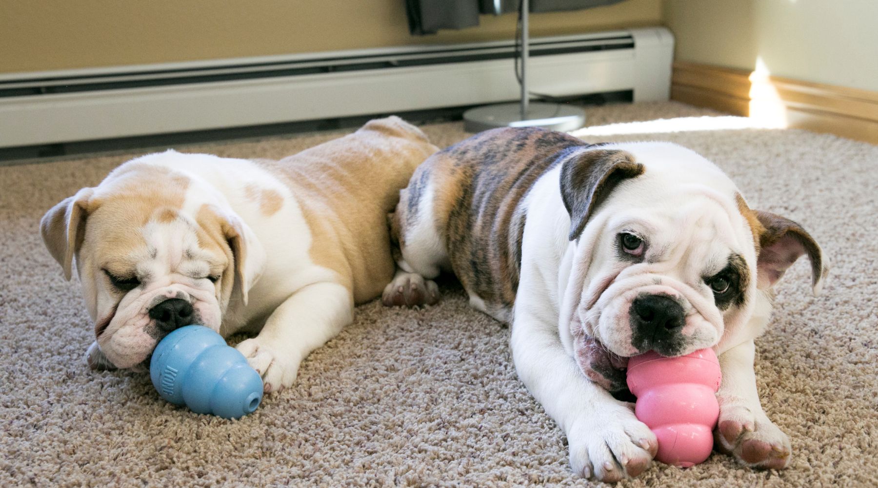 Best KONG Toys for Puppies (Safe Toys for Teething Dogs)