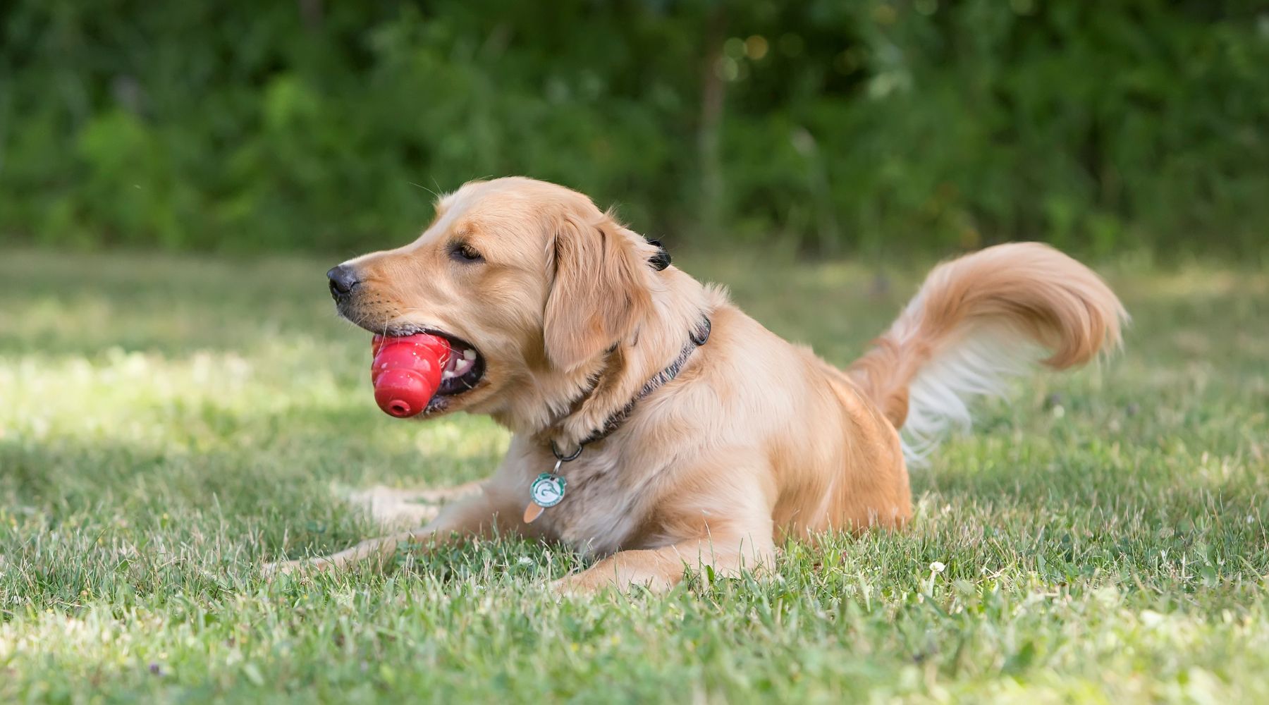 The Complete Guide to KONG Dog Toys and Enrichment