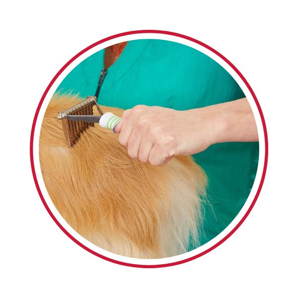 Professional dog groomer de-shedding a dog's coat.