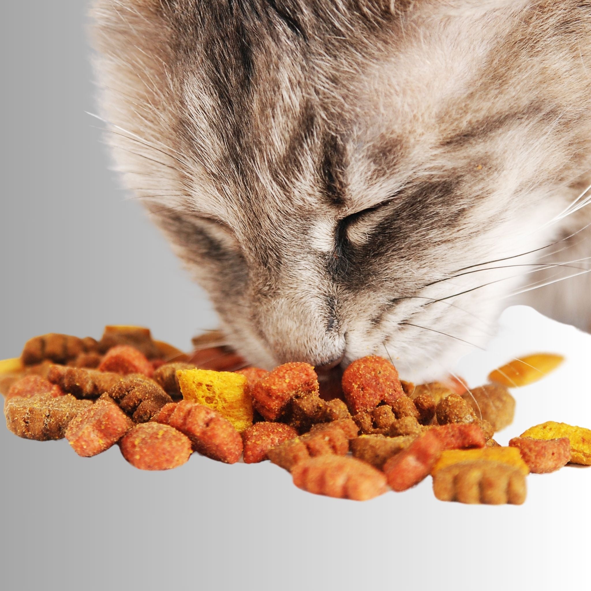 Dry Cat Food