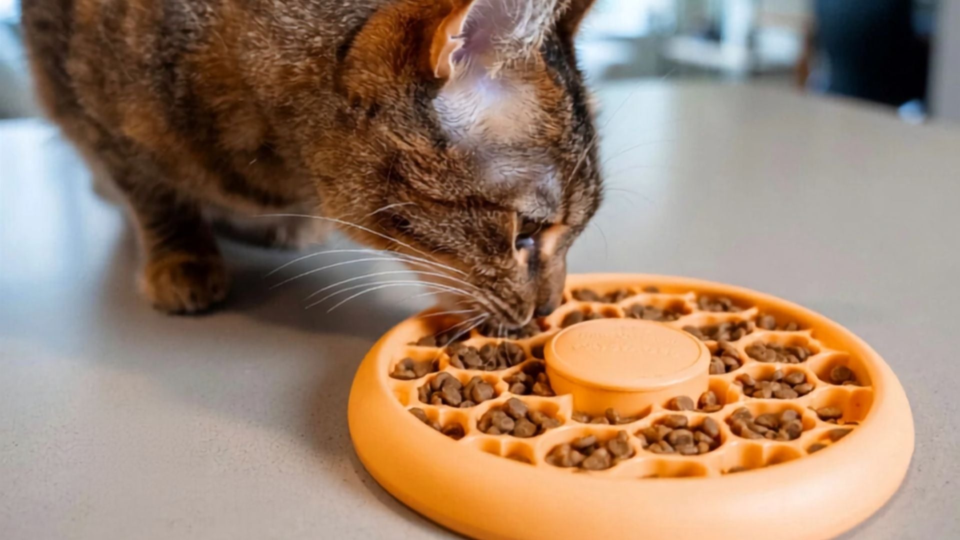 Cat Slow Feeders