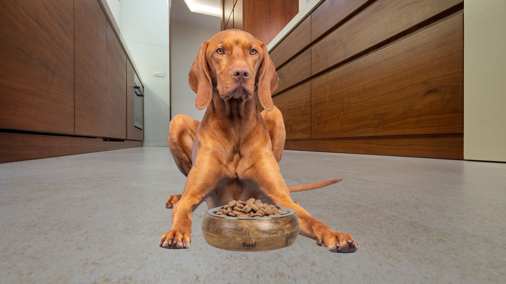 Dog Bowls