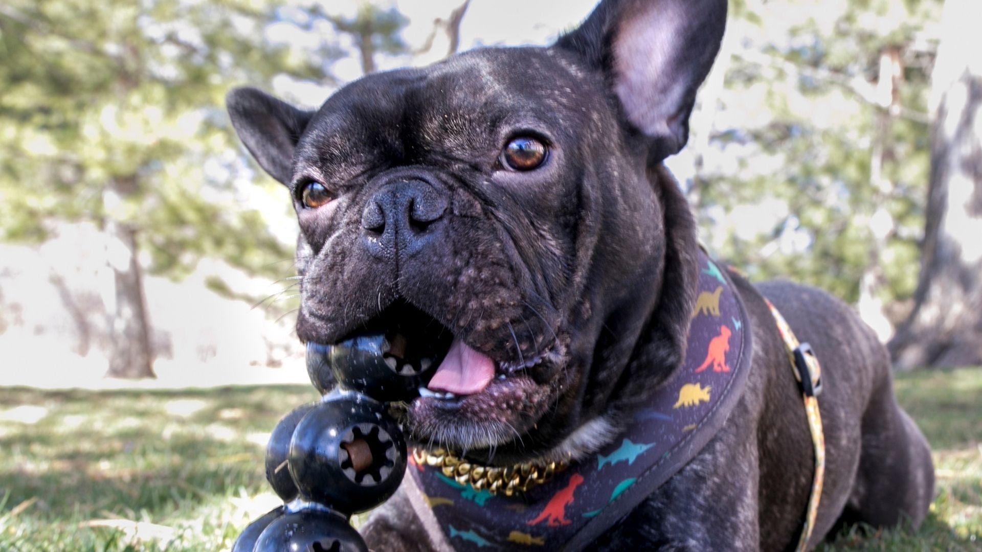 Dog Enrichment