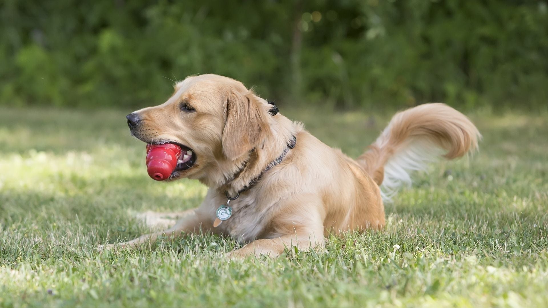 KONG Classic Dog Toys