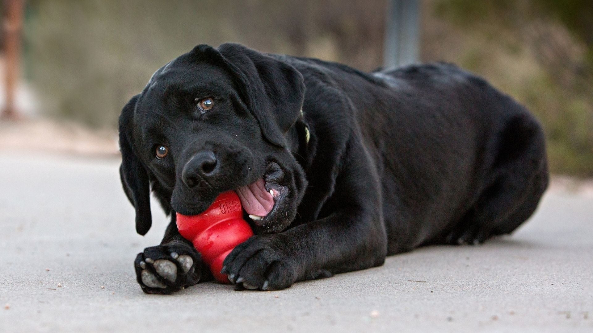 KONG Treat & Enrichment Dog Toys