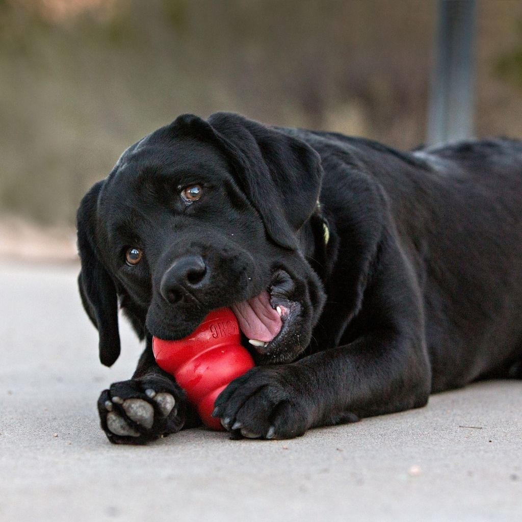 KONG Dog Toys