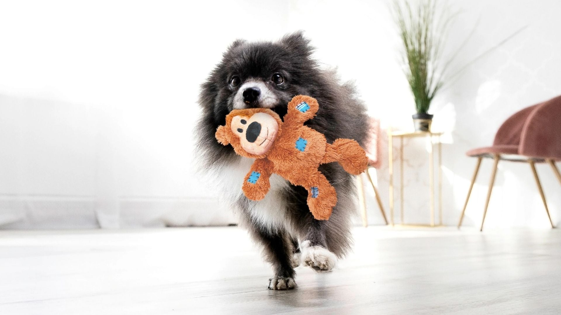 KONG Dog Toys