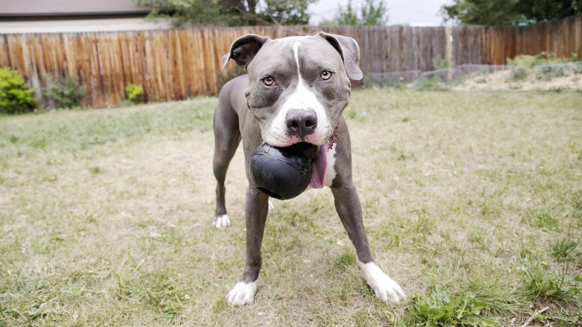 KONG Extreme Dog Toys