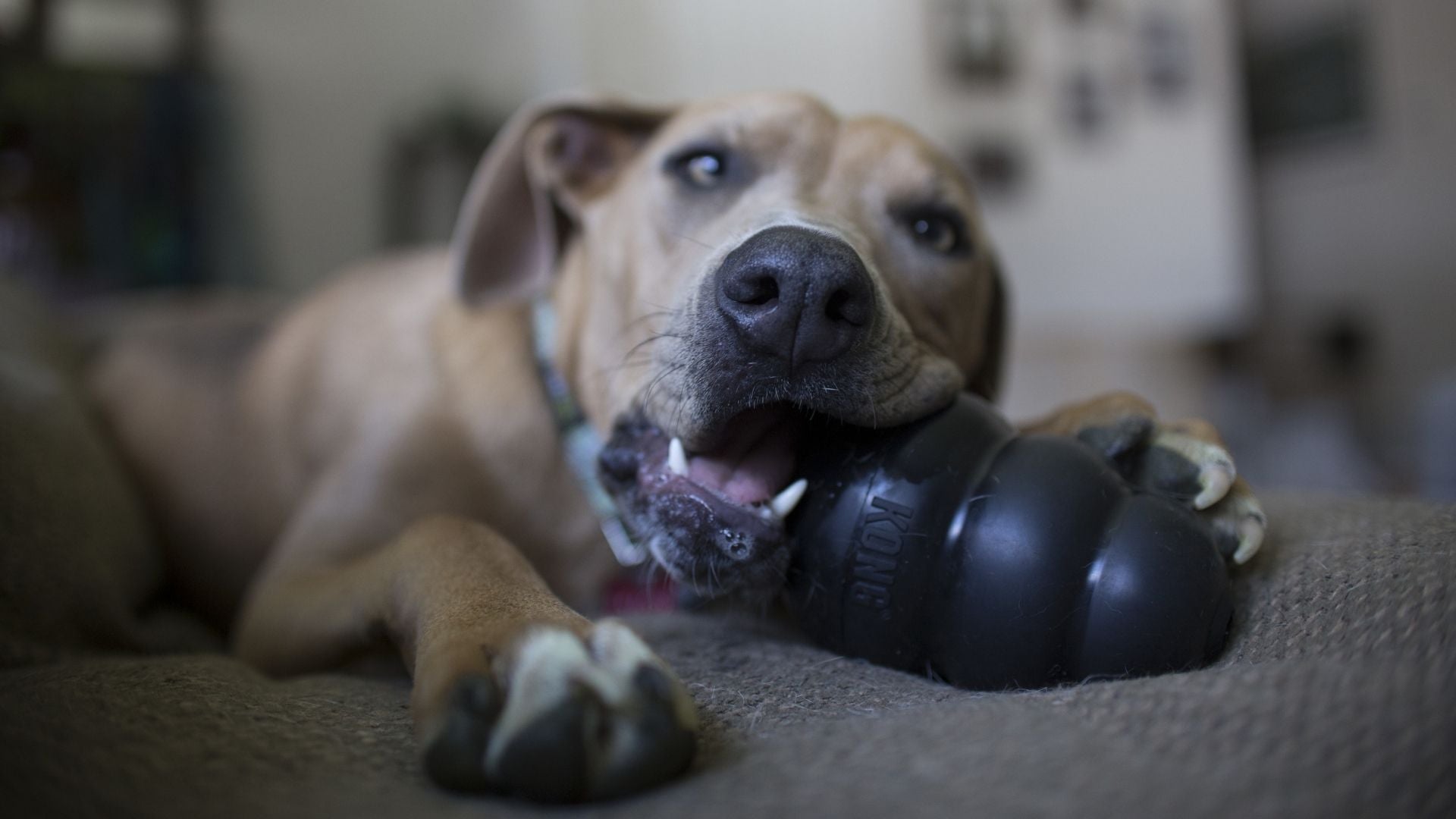 KONG Rubber Dog Toys
