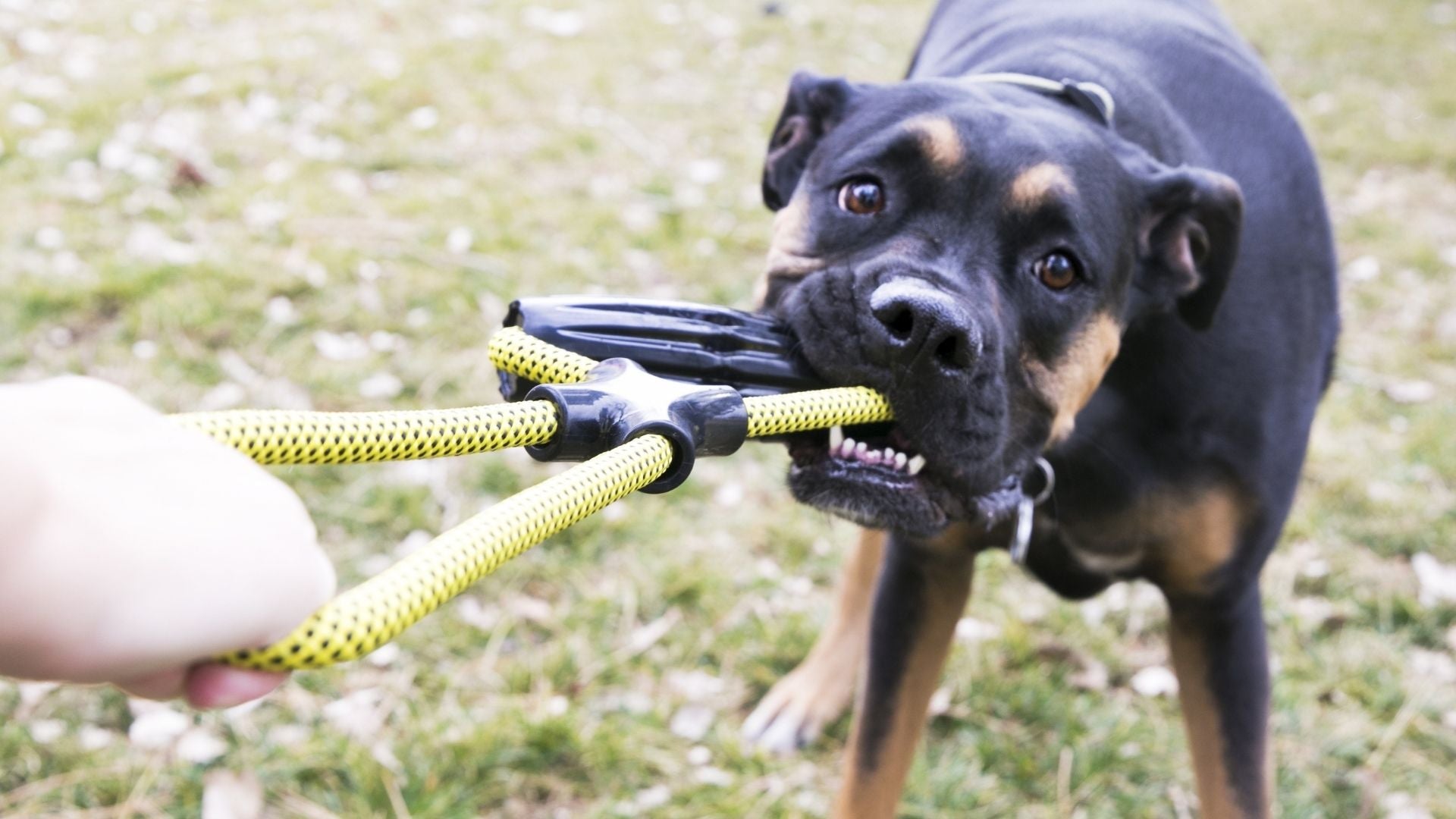 KONG Jaxx Dog Toys
