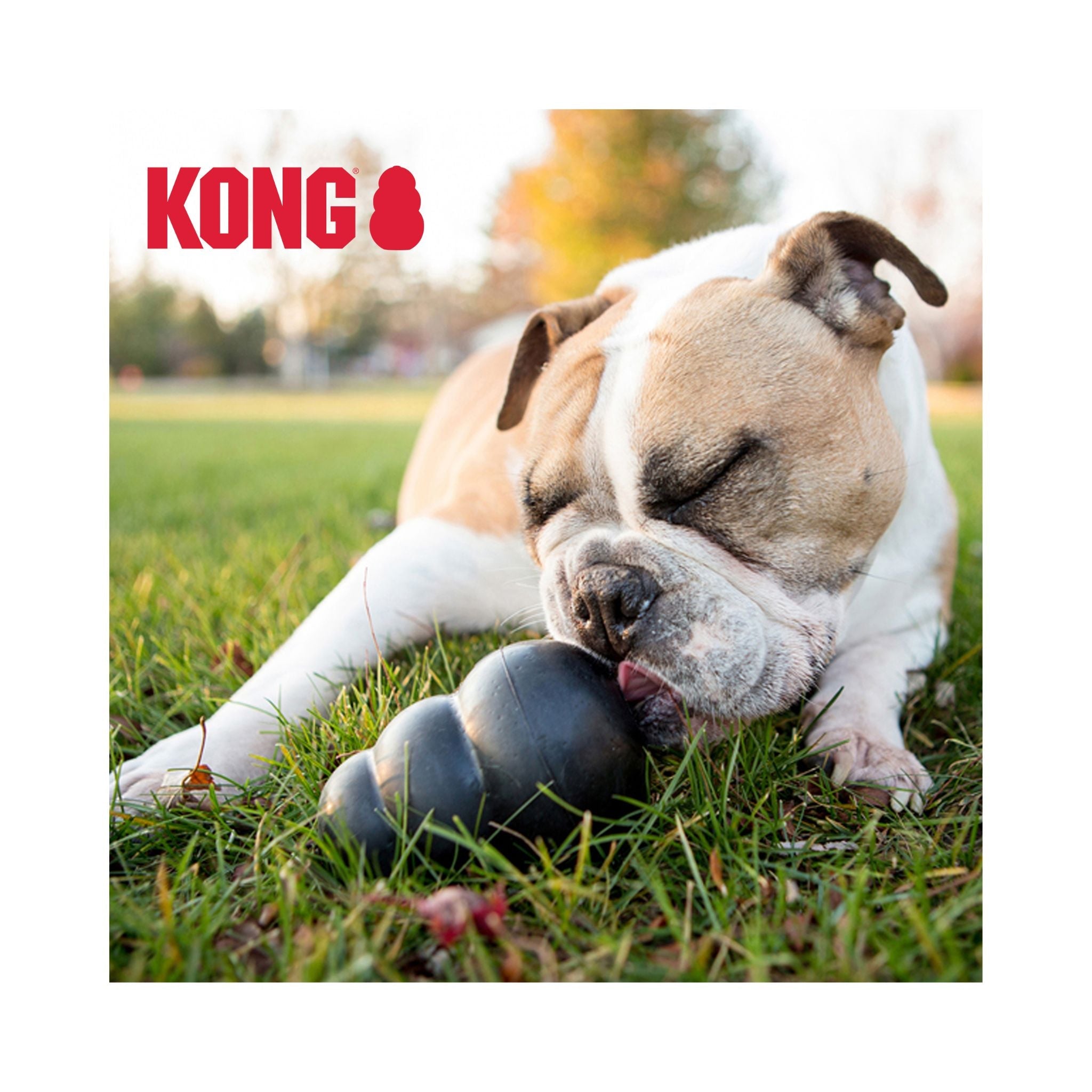 KONG Dog & Cat Toys
