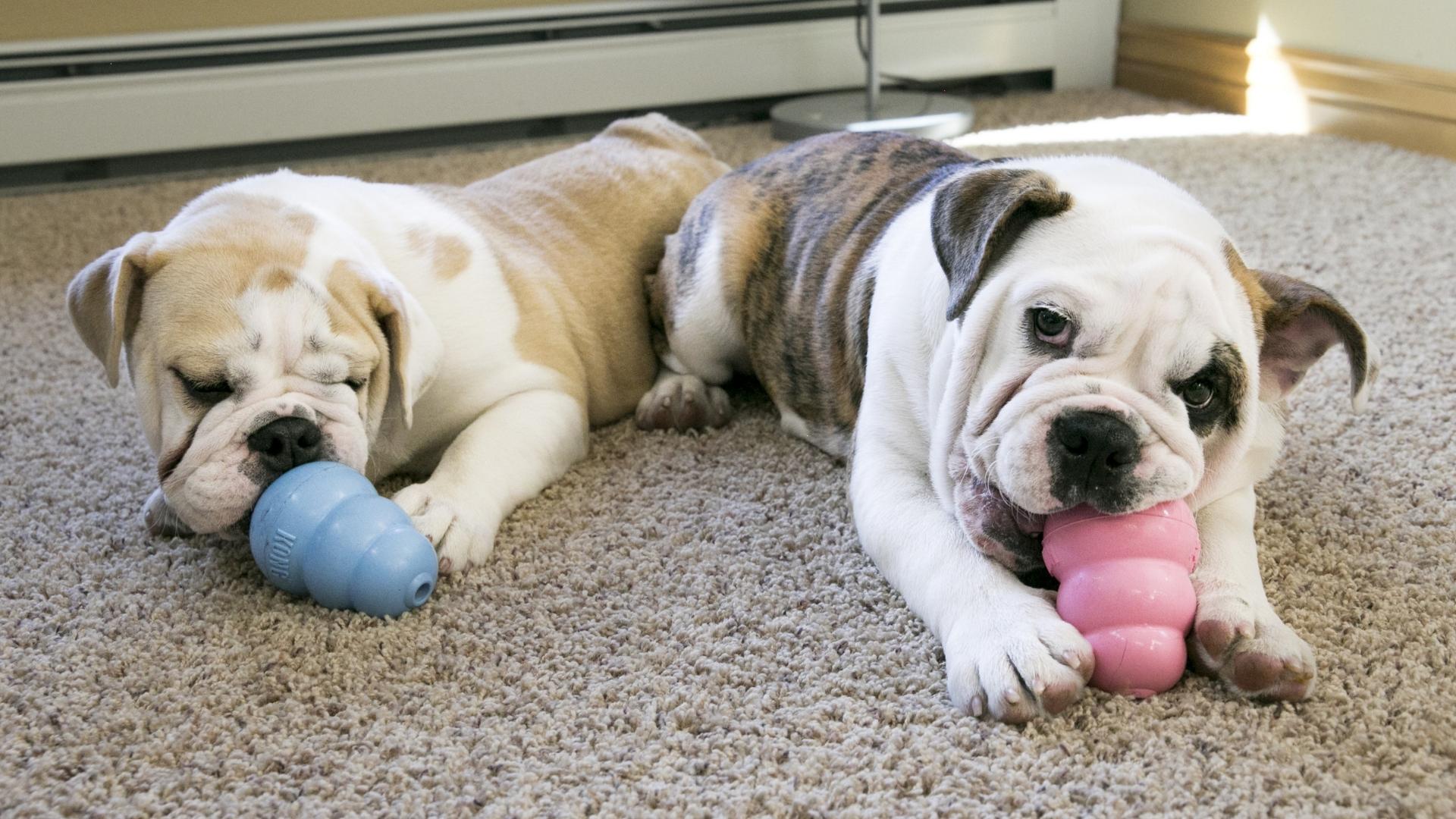 KONG Puppy Toys
