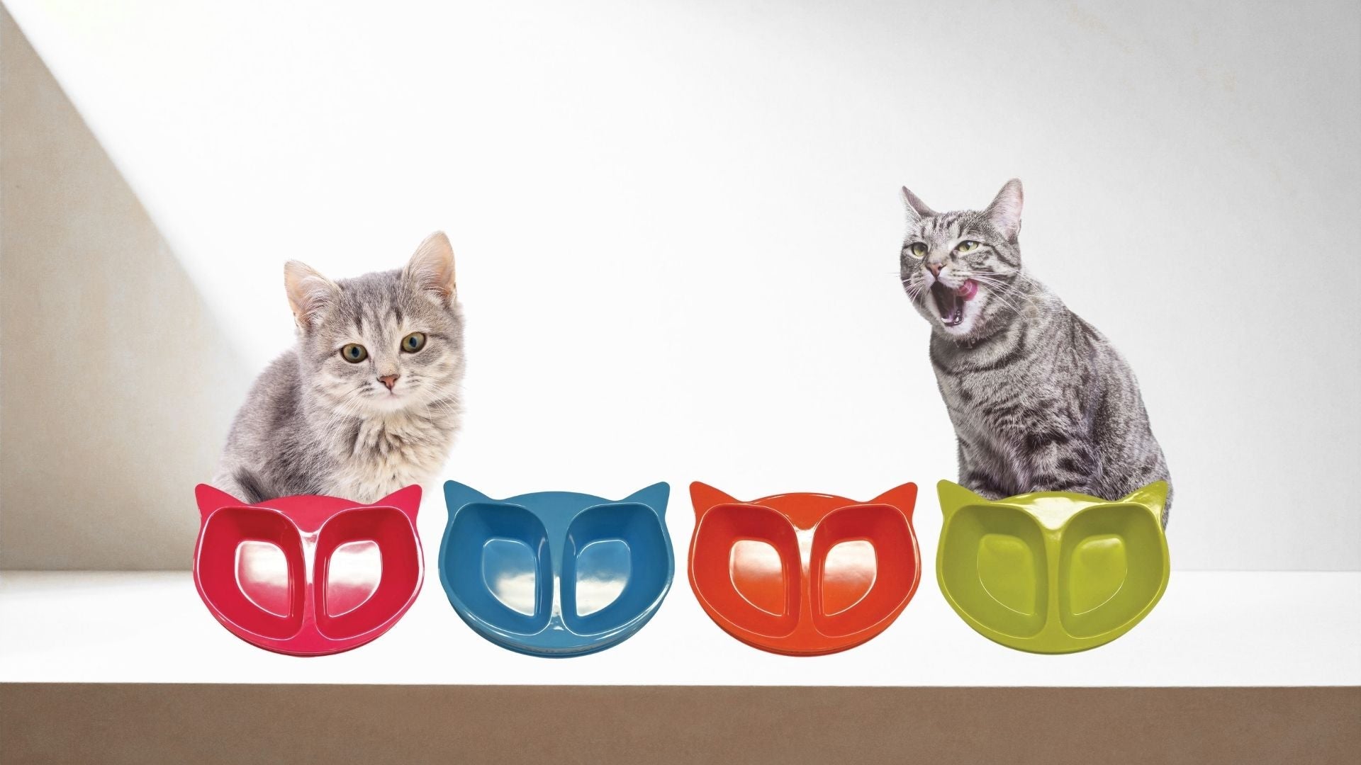 Cat Bowls