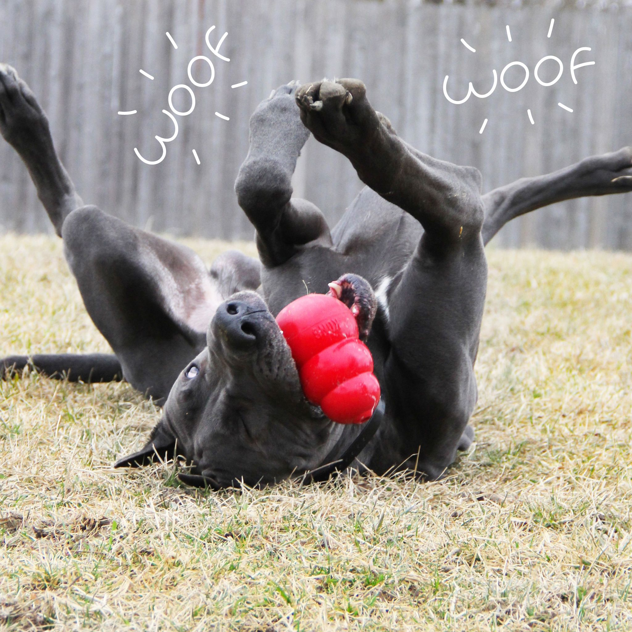 Enrichment Toys for Pets