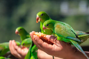 Shop Bird Food, Bird Supplies & Accessories