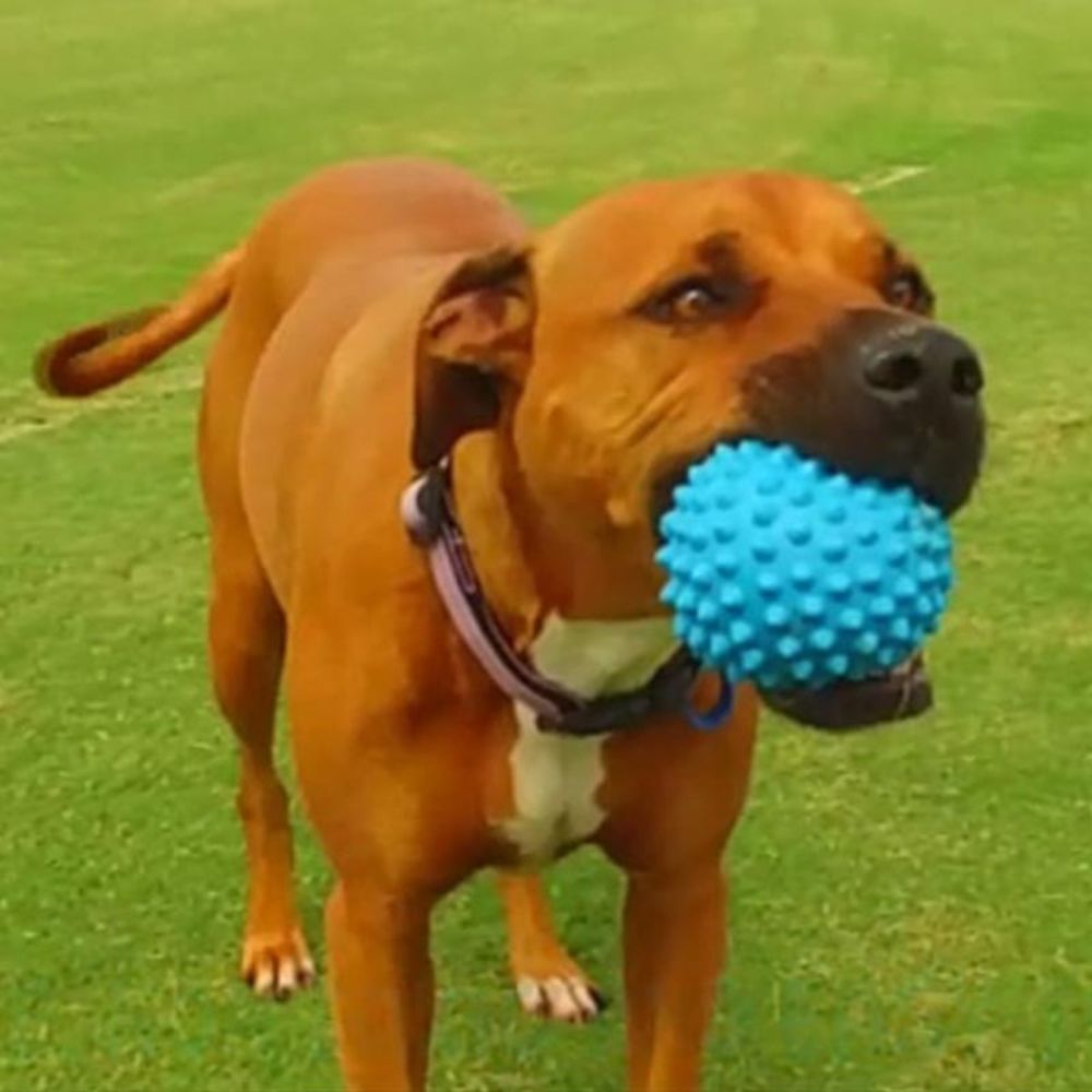 Aussie Dog Catch Ball - Durable and Fun Dog Toy