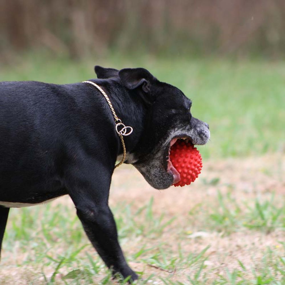 Dog Carrying Tough Red Dog Ball from Aussie Dog Products