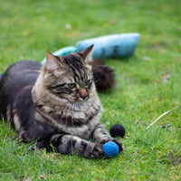 Feline enjoying playtime with some Battersea Pounce Cat Balls.