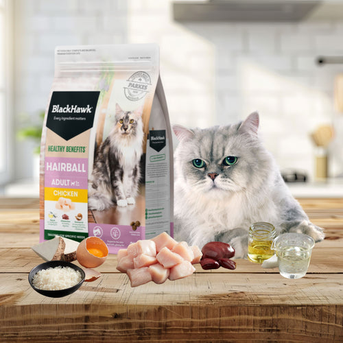 An adult cat on a wooden tabletop next to a bag of Black Hawk Hairball food, featuring raw chicken, rice, egg, liver, and oils in the foreground.