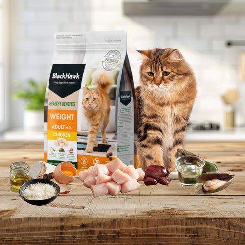 A healthy adult cat on a wooden tabletop next to a bag of Black Hawk Weight Management food, featuring fresh chicken and high-fibre ingredients displayed in front.