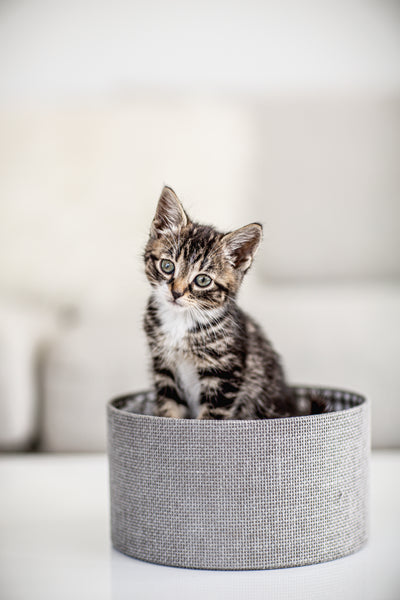 brown-and-white-kitten-in-a-box.jpg