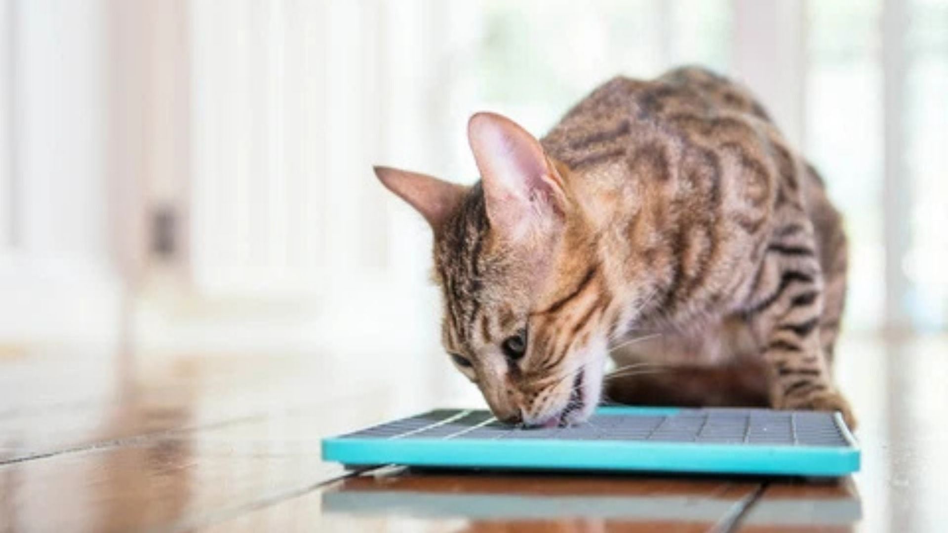 Close-up of a cat licking a teal LickiMat indoors