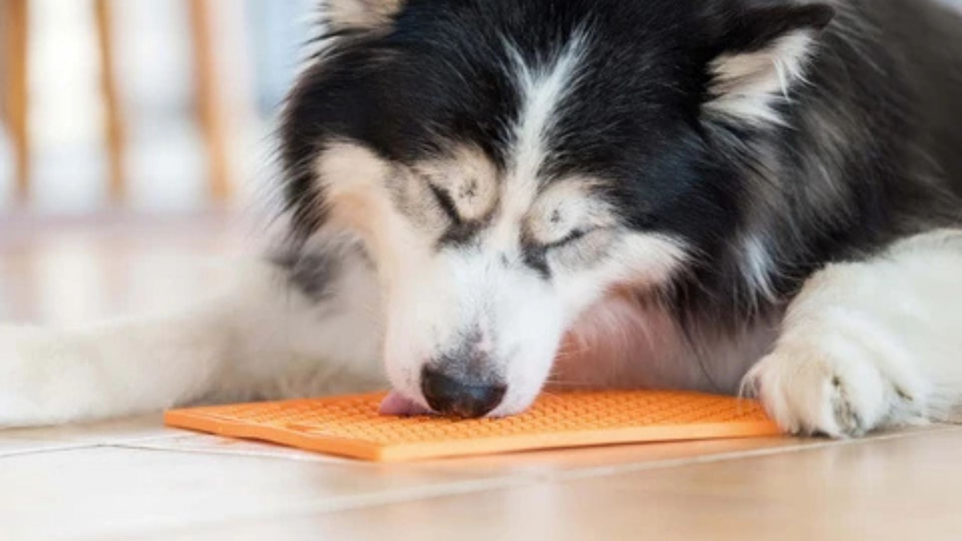 A black and white husky dog lying on a light wood floor, licking food off an orange textured lick mat.
