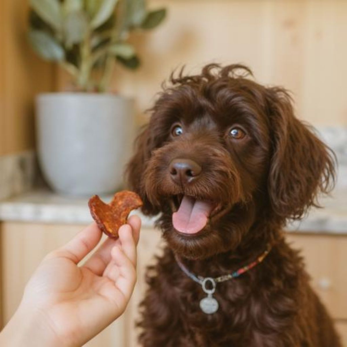 Happy dog receiving a treat, representing pet treats available at Pet Variety Australia