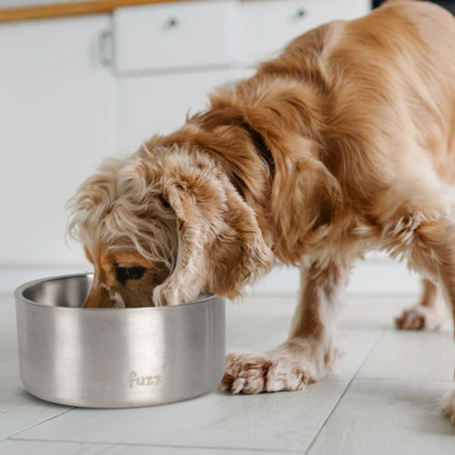 Large dog eating from Fuzzl Titan Thermal Dog Bowl in Brushed Stainless Steel, with a non-slip base.