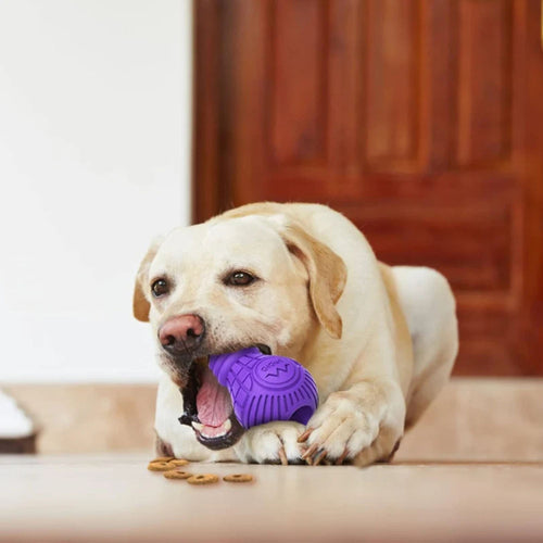 Golden Labrador chewing the Large purple GiGwi Treat Dispensing Bulb