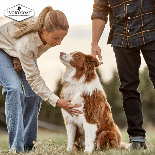 A couple interacting with a dog outdoors with Ivory Coat branding promoting puppy food