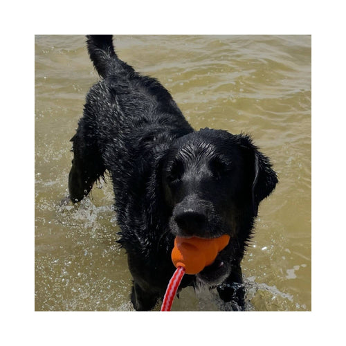 Black dog exiting the water at the beach carrying an orange KONG Aqua floating toy in its mouth.