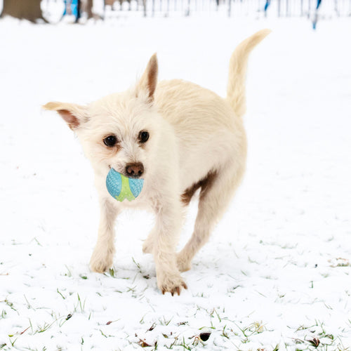 Light coloured dog carrying a blue & lime green KONG CoreStrength Ball in its mouth.