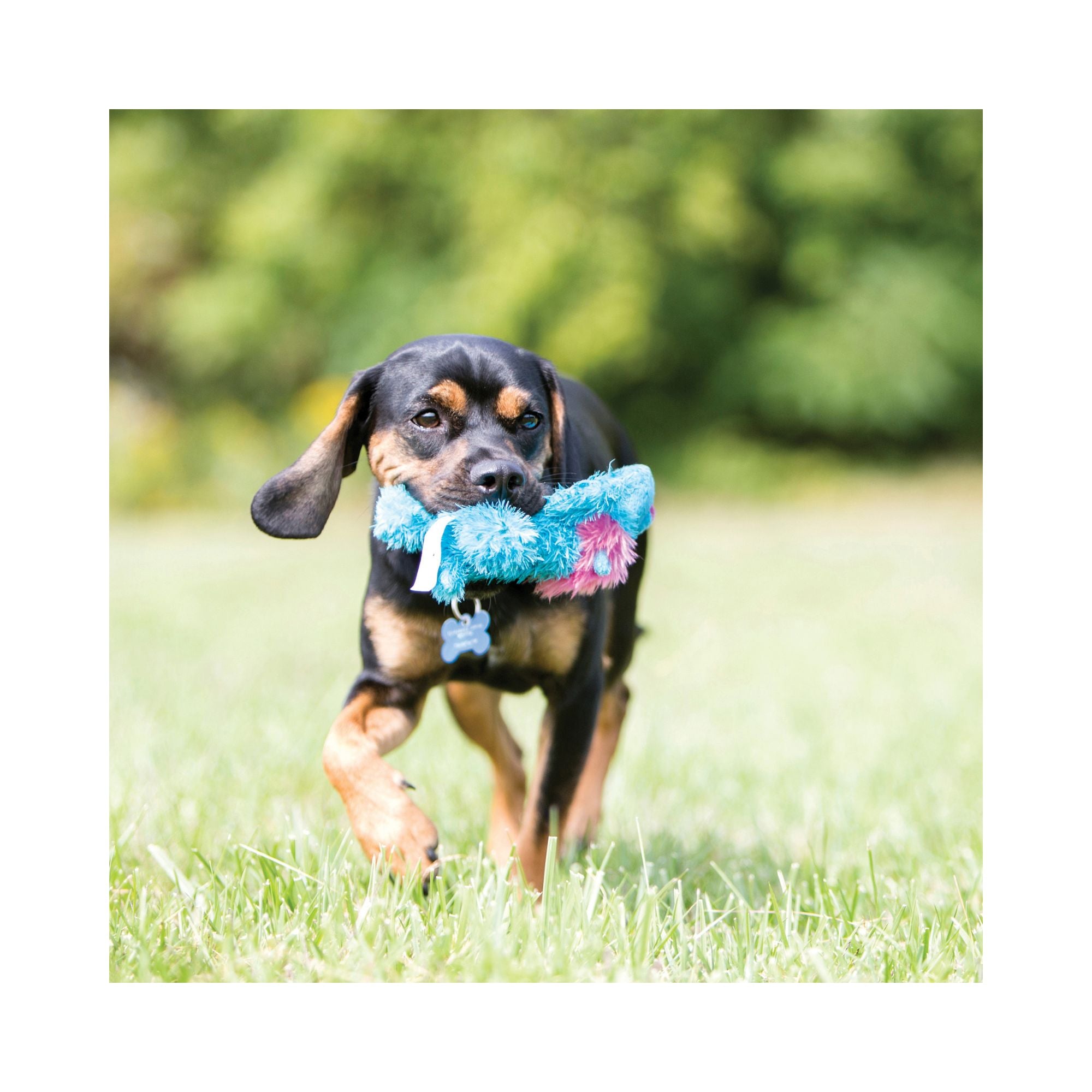 A dog running outdoors carrying a KONG Cozie King Lion Dog Toy in its mouth.