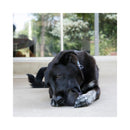 Black dog chewing on a KONG Extreme Ball during supervised interactive play.