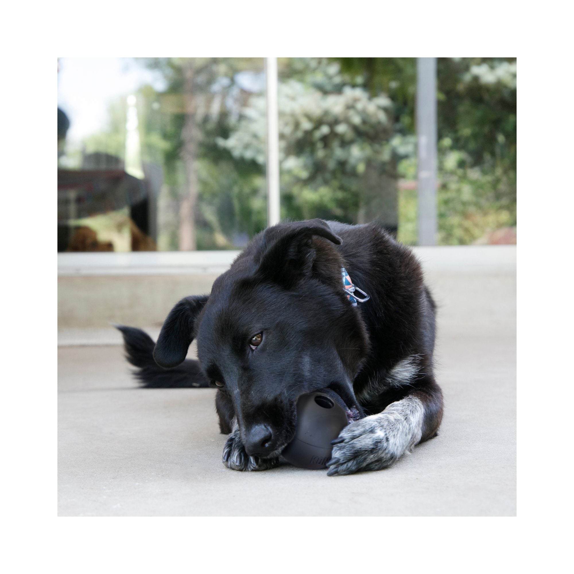 KONG Extreme Ball Dog Toy