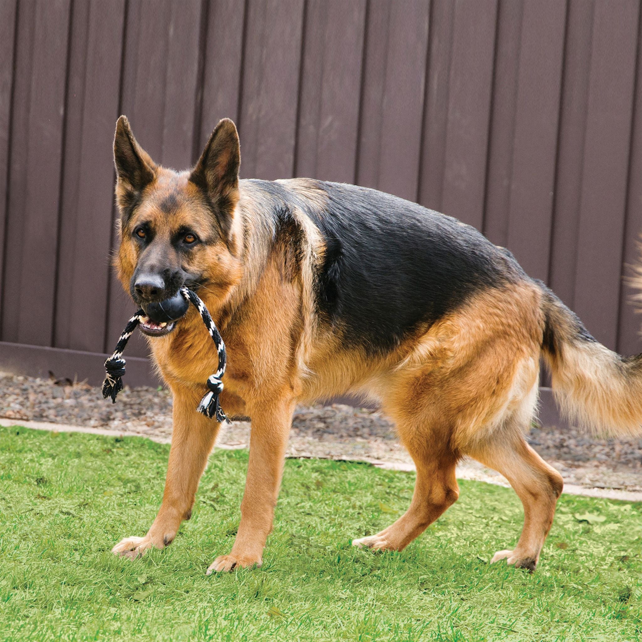 An image of a dog with a KONG Extreme Ball with Rope in its mouth.